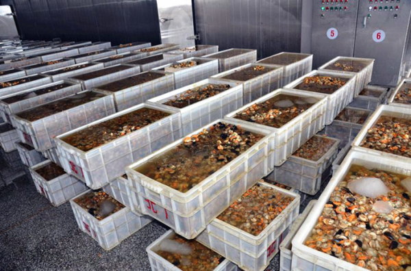 扇貝加工的產業布局與國際貿易 以大連長?？h和綏芬河保稅區為例