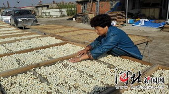 昌黎養殖戶 引領海產品加工產業升級，豐富產業鏈新篇章